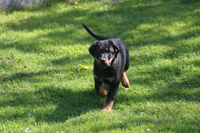 Quenza 09 04 2017 (4)